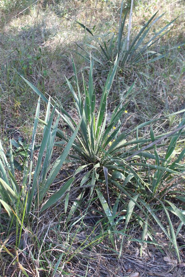 Bear Grass
